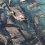 Bigger carp than Bridlington. The ducks walk on top of them.